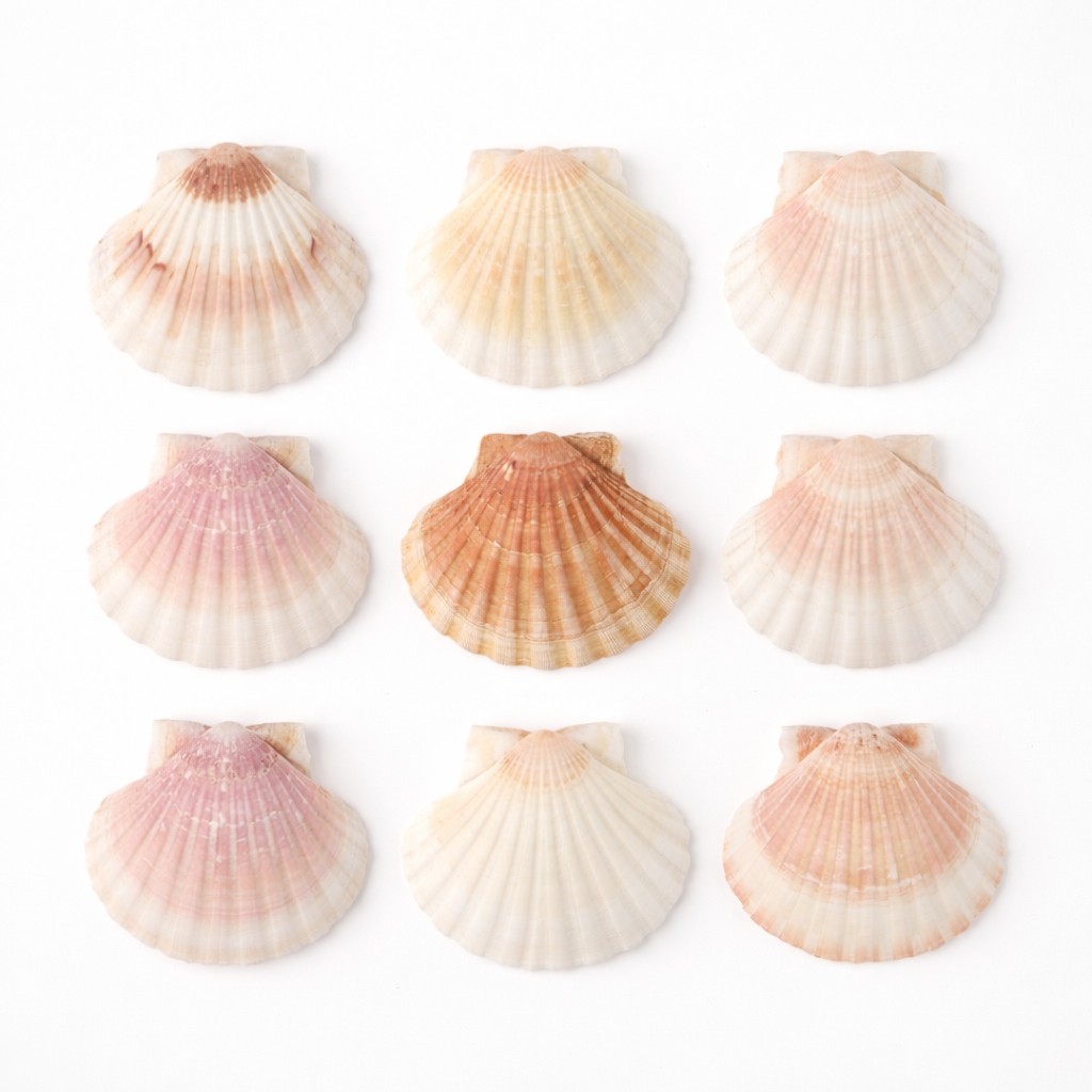 Coquillages Décoratifs