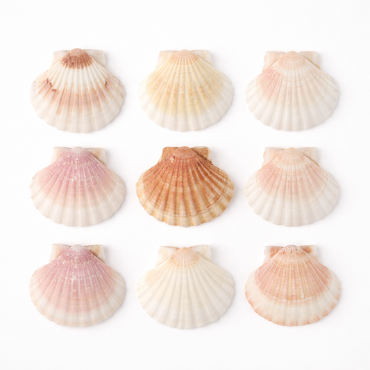 Coquillages Décoratifs